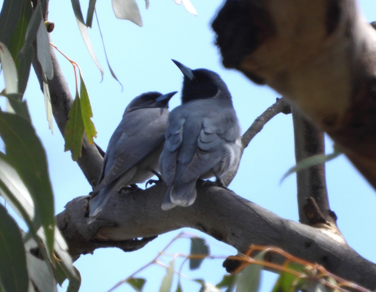 Masked Woodswallow - ML609699730