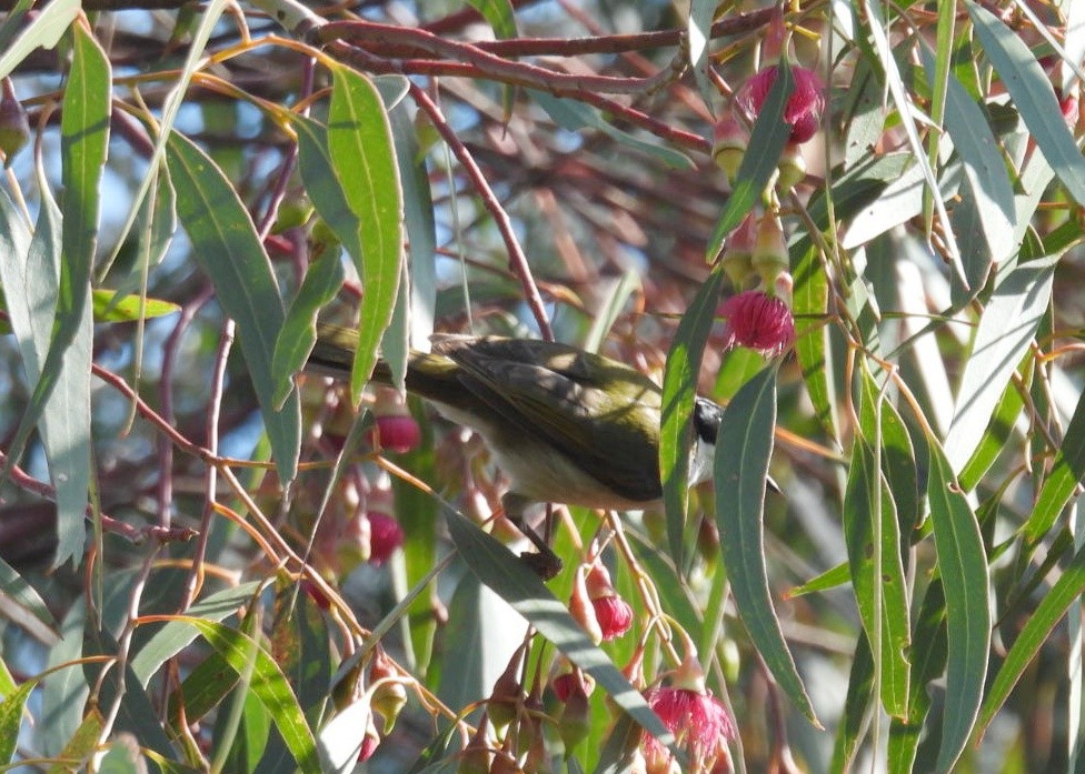 Gilbert's Honeyeater - ML609699764