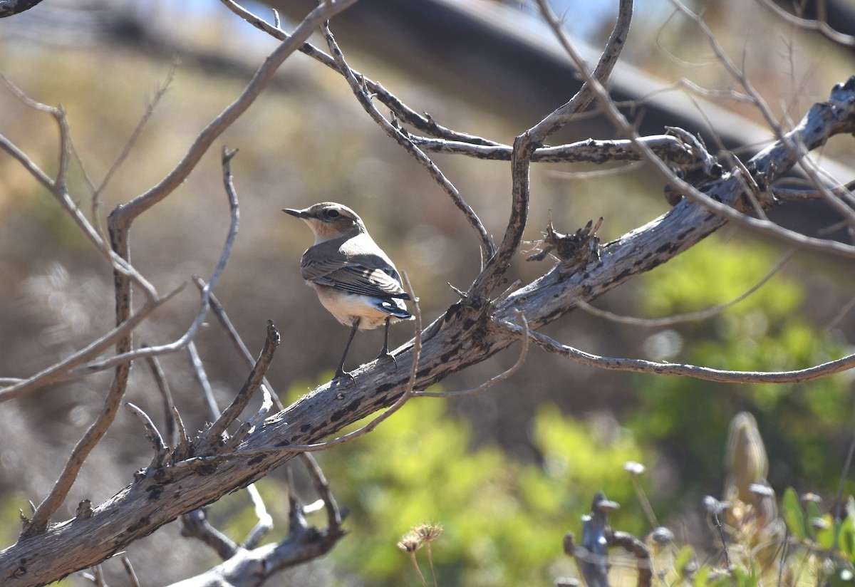 Northern Wheatear - Ken Molczan