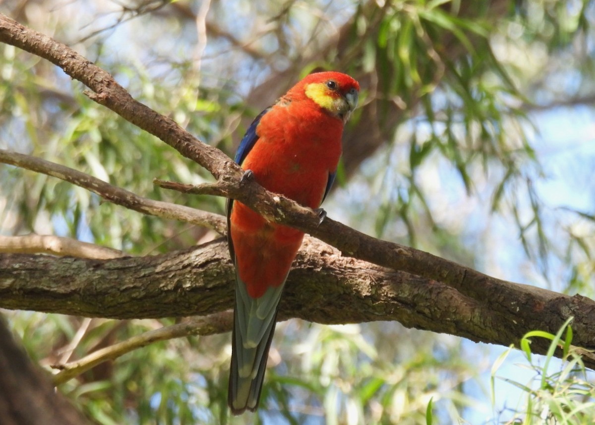 Western Rosella - ML609699789