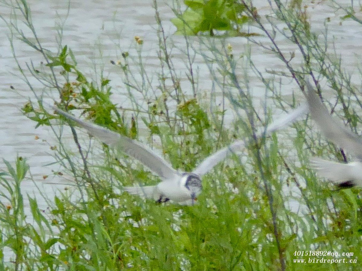 Whiskered Tern - ML609699790