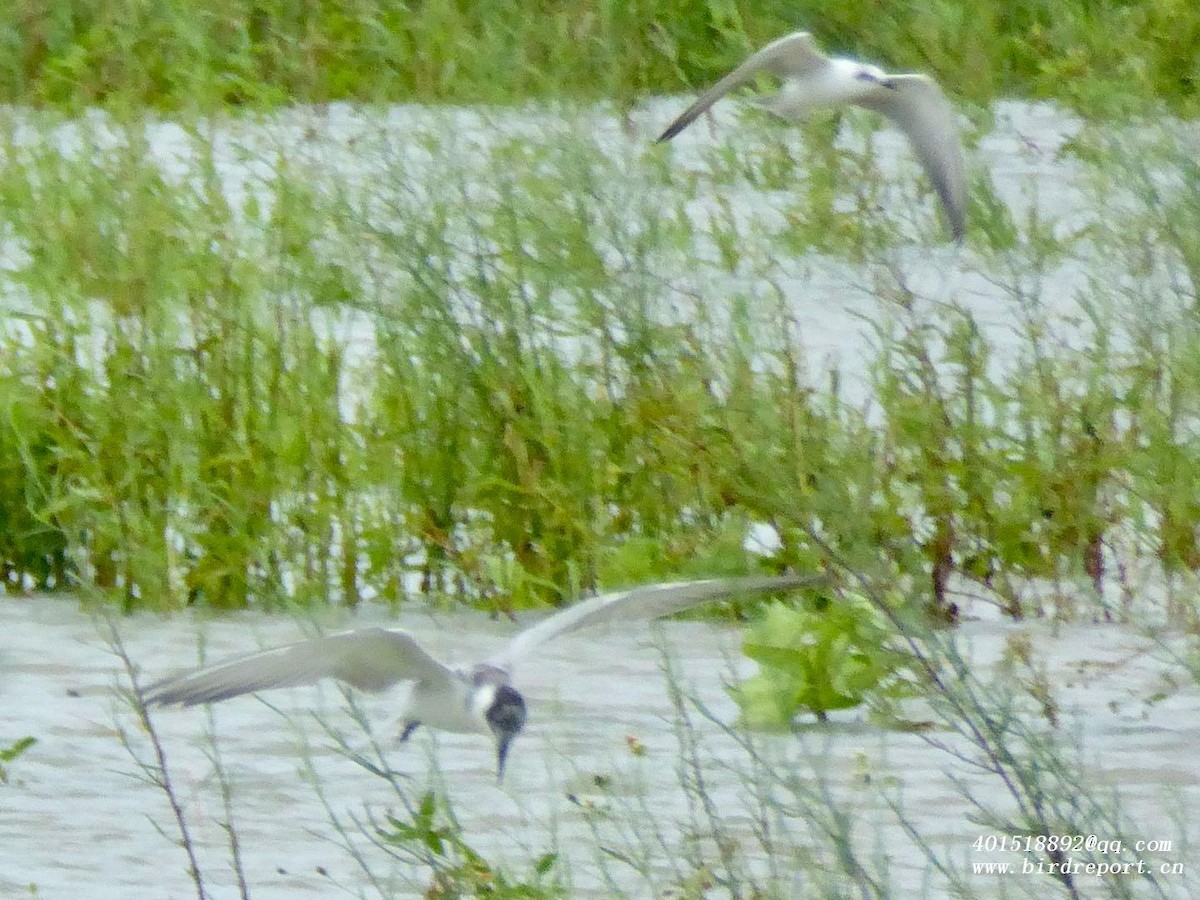 Whiskered Tern - ML609699791