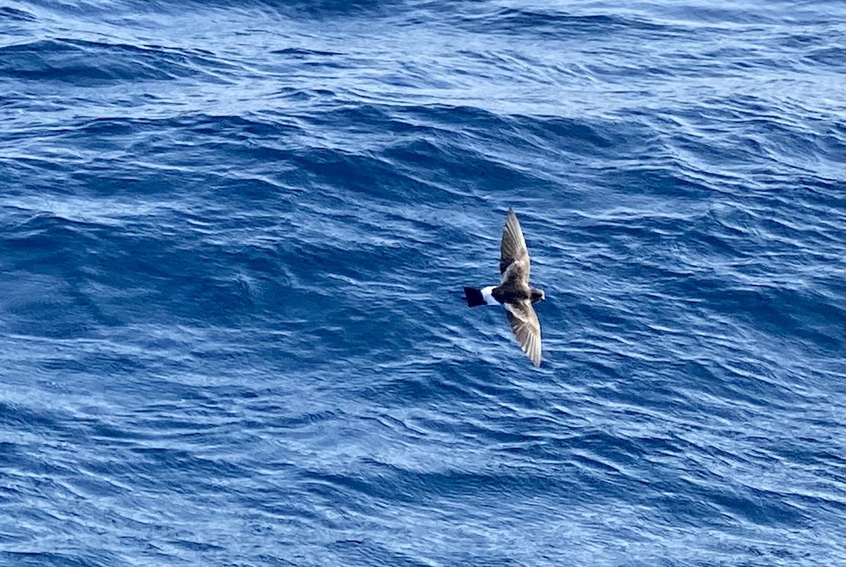 Wilson's Storm-Petrel - ML609699928