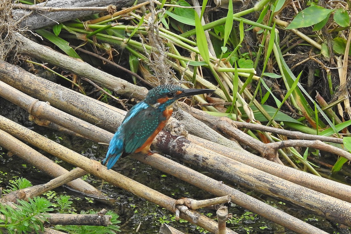 Common Kingfisher - ML609699934