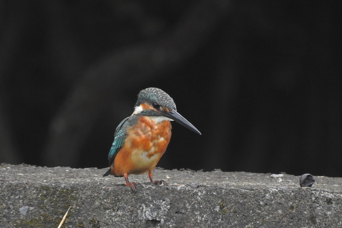 Common Kingfisher - ML609699935