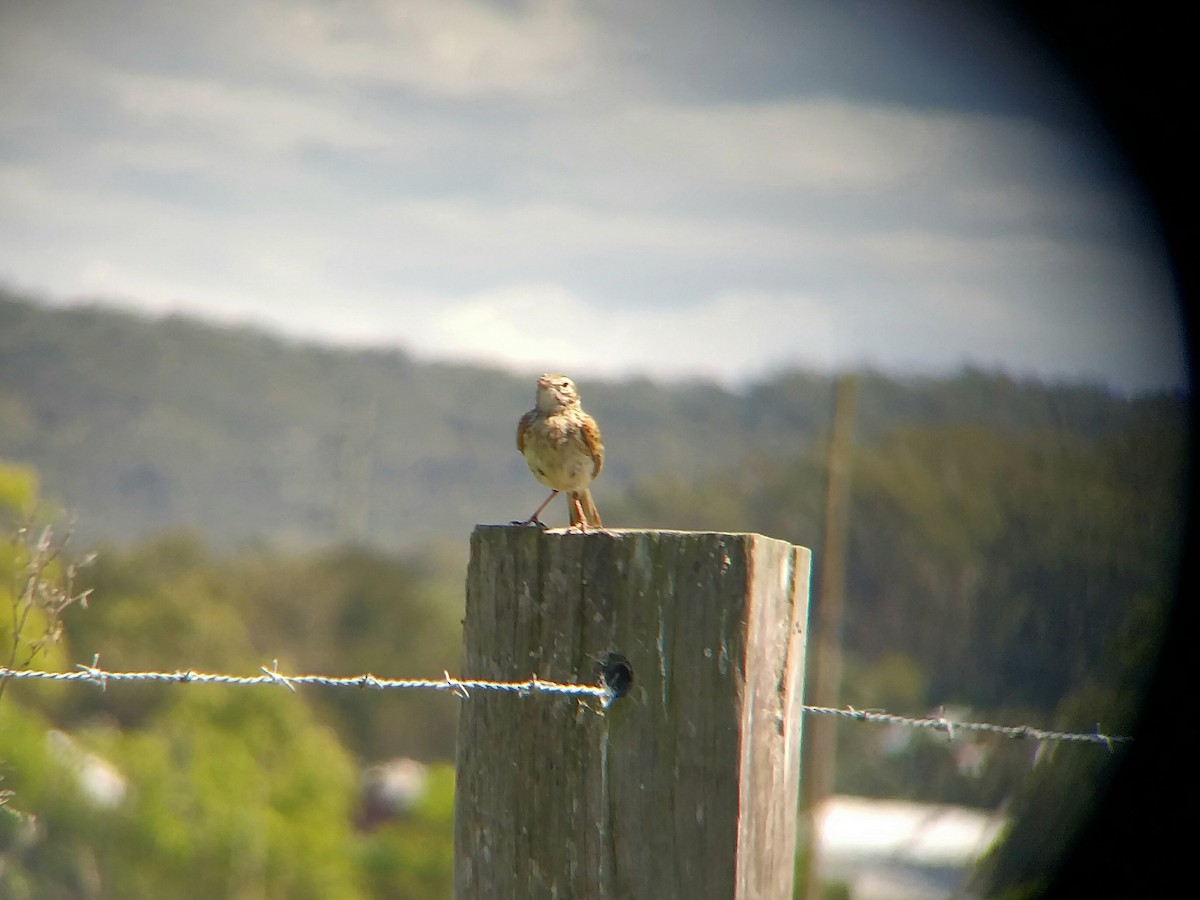 Australian Pipit - ML609699956