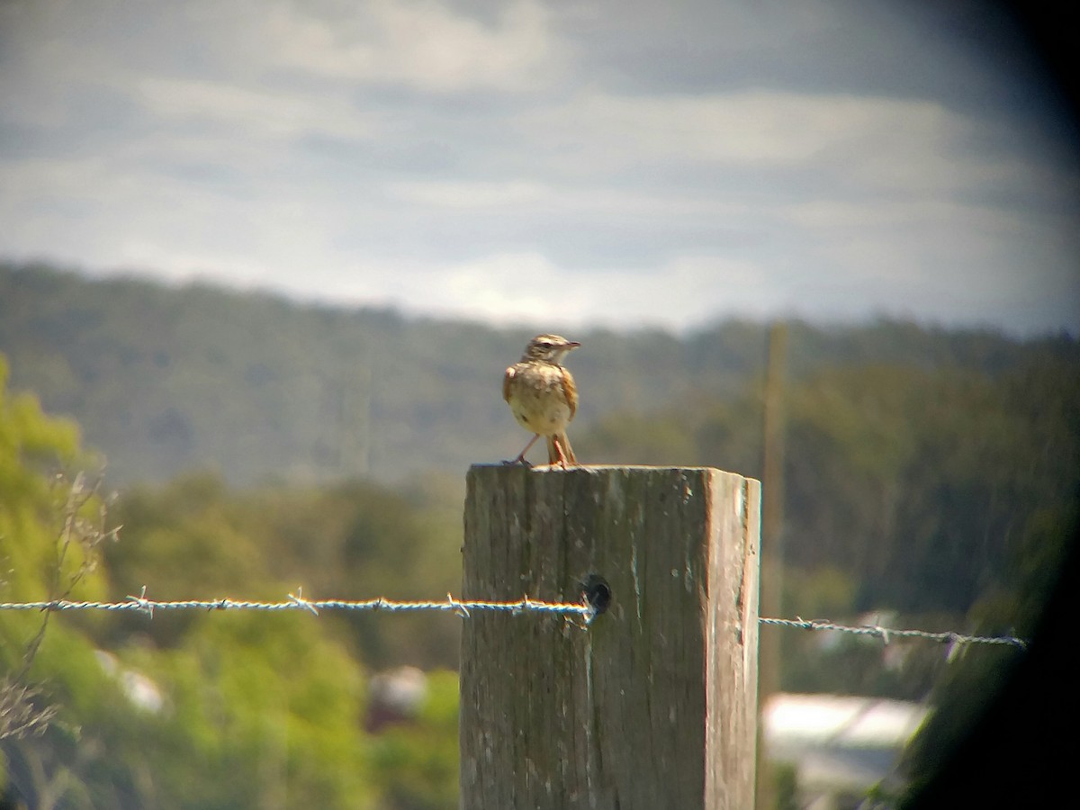 Australian Pipit - ML609699957