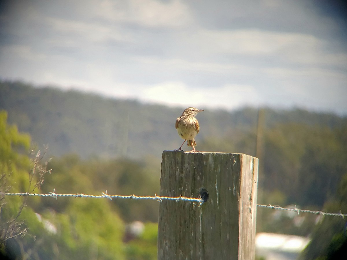 Australian Pipit - ML609699958