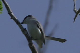 Tropical Gnatcatcher - Richard Edden