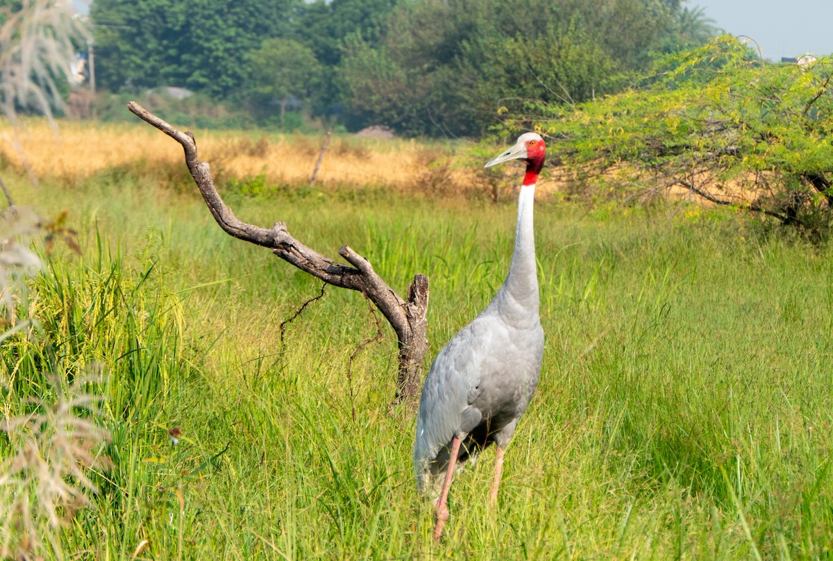 Sarus Crane - ML609700140