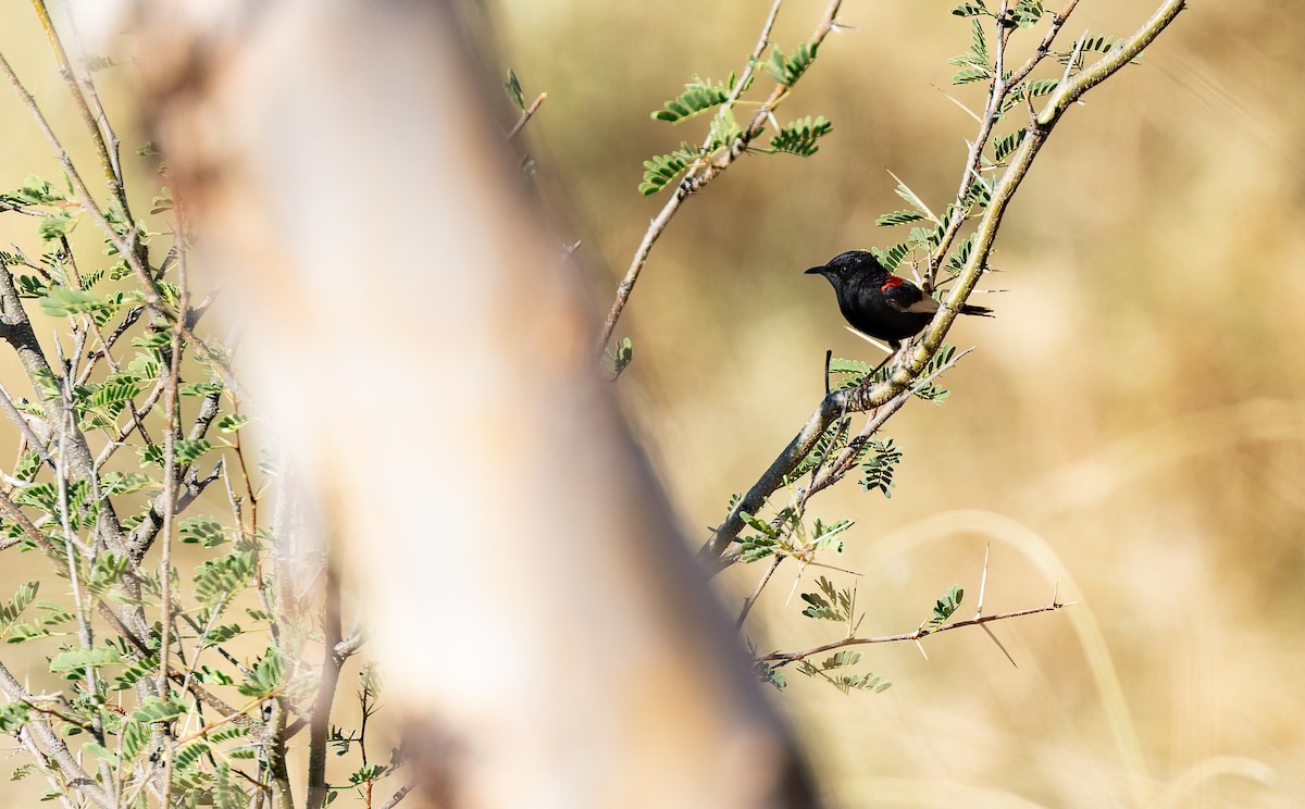 Red-backed Fairywren - ML609700154