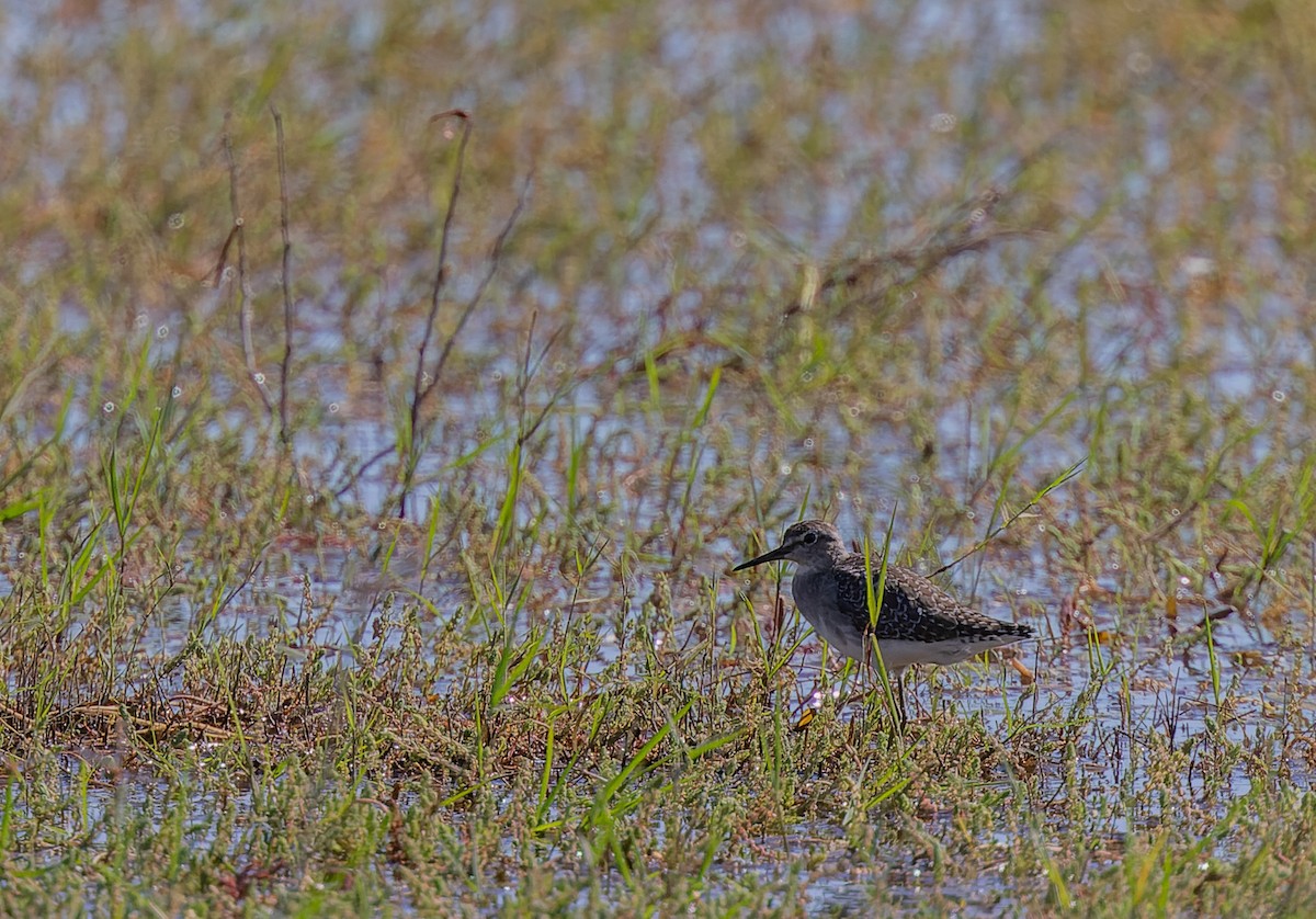 Wood Sandpiper - ML609700301