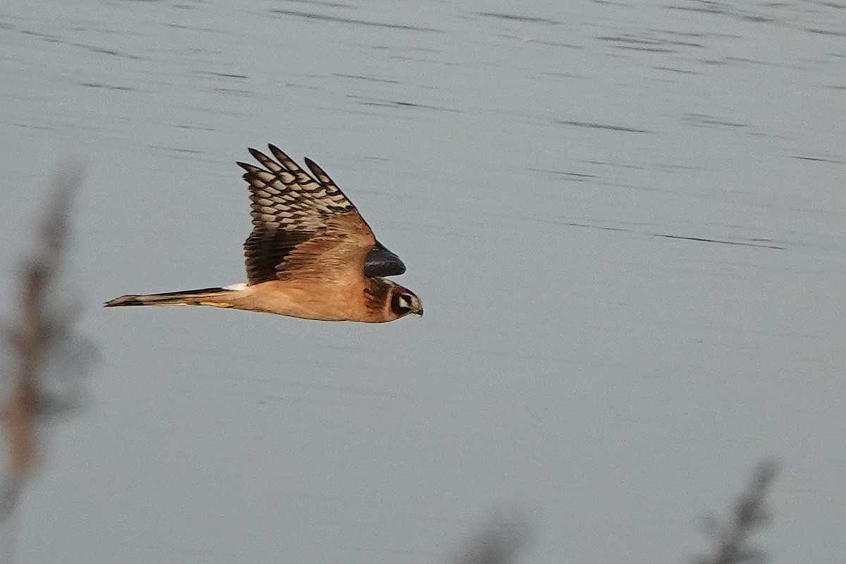 Pallid Harrier - Sami Tuomela