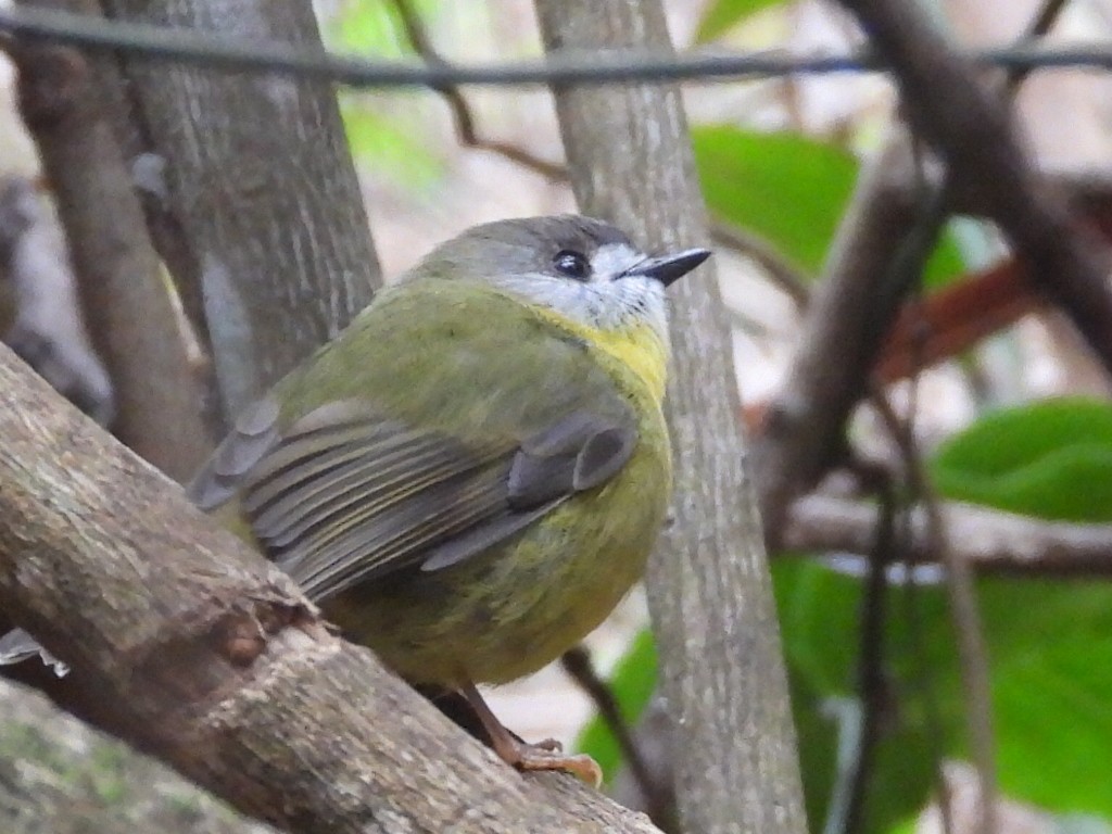 Pale-yellow Robin - ML609700354