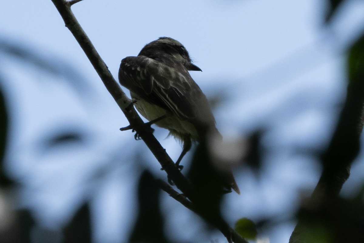 Variegated Flycatcher - ML609700381