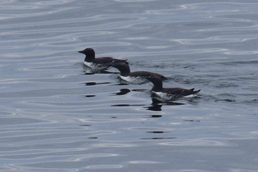 Common Murre - ML609700412