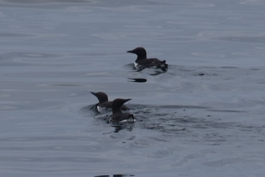 Common Murre - Geoffrey Clarke