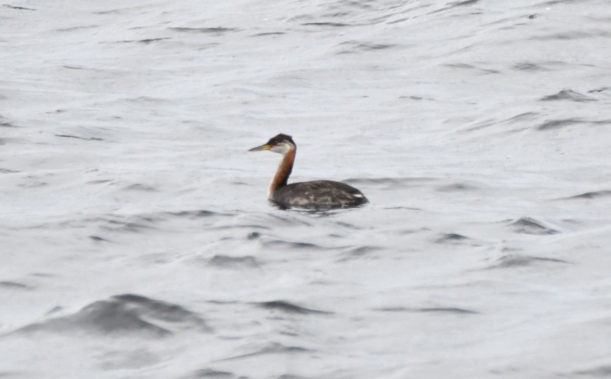 Red-necked Grebe - ML609700414