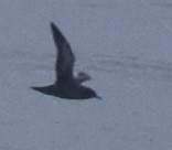 Sooty Shearwater - ML609700418