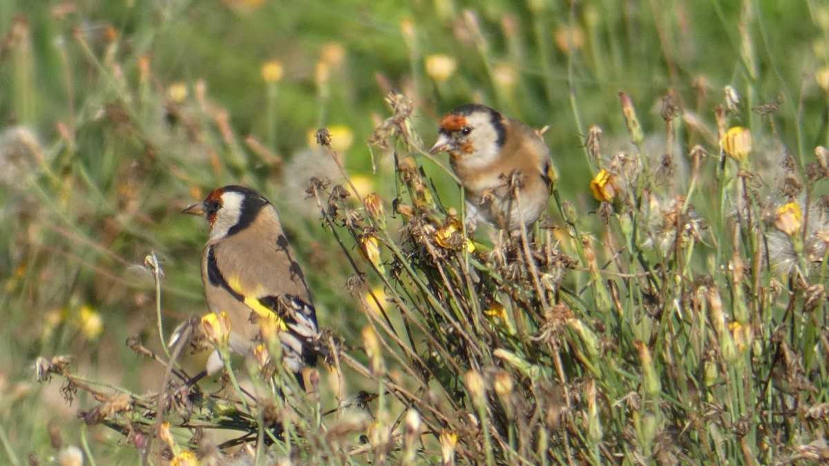 European Goldfinch - ML609700470