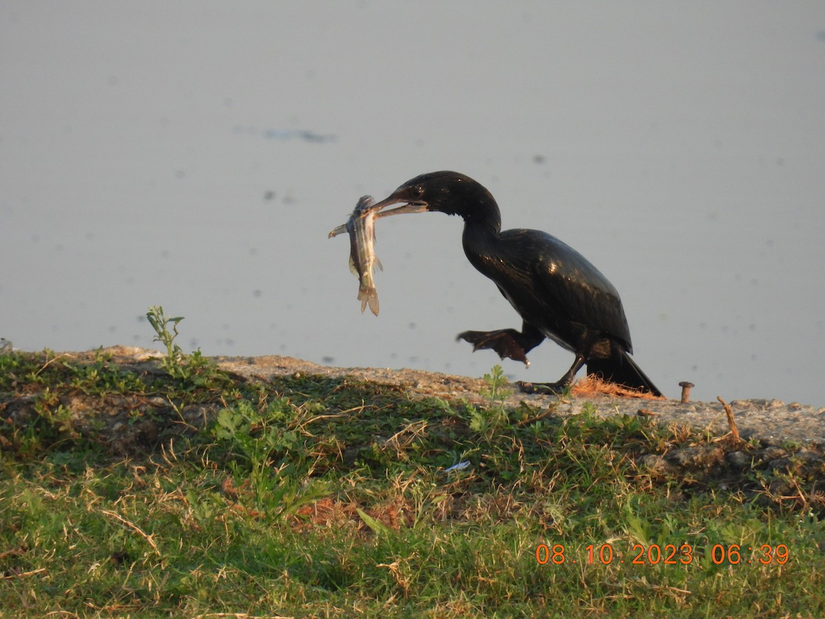 Little Cormorant - ML609700557