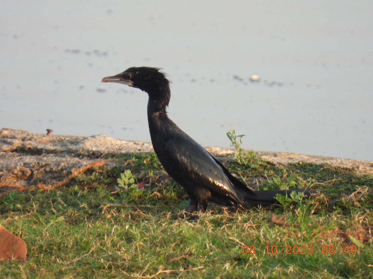 Little Cormorant - ML609700558