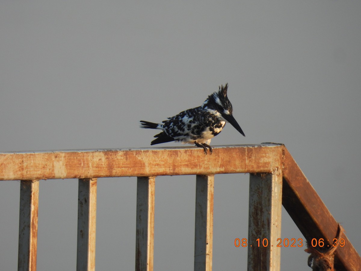 Pied Kingfisher - ML609700578