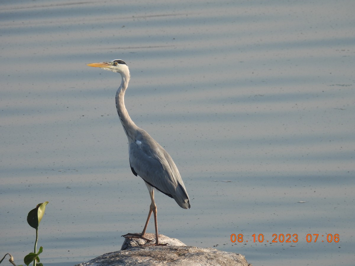 Gray Heron - ML609700612