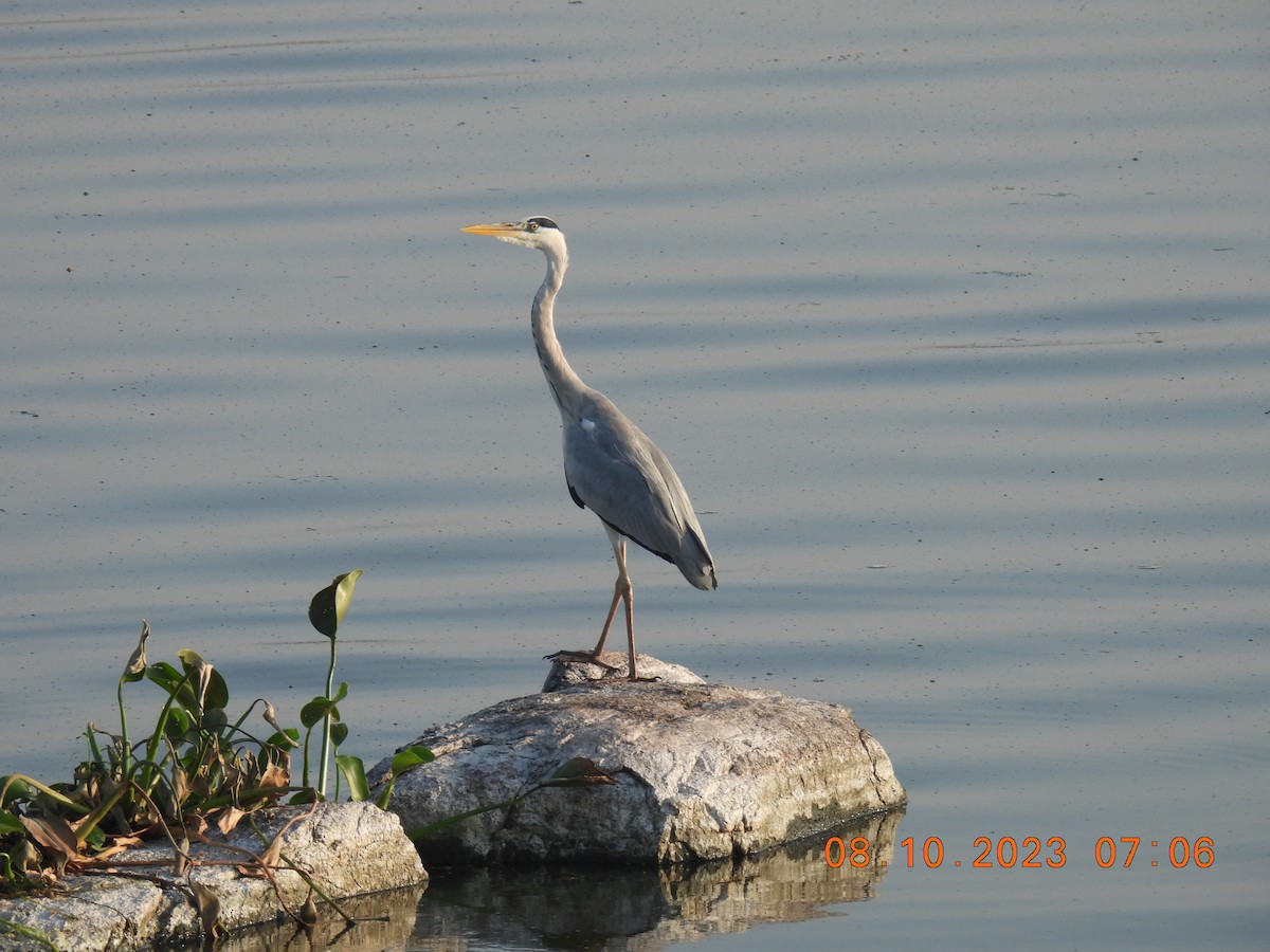 Gray Heron - Murari Varma