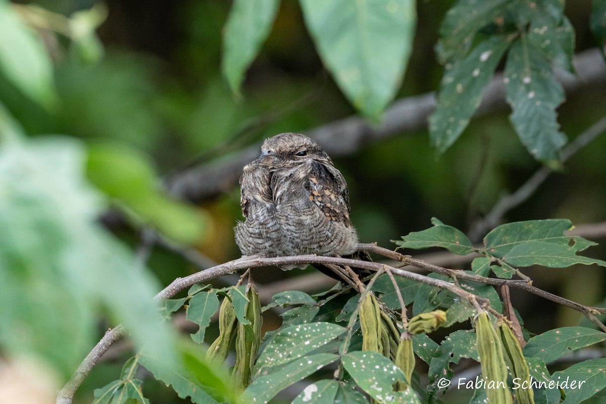 Ladder-tailed Nightjar - ML609700632