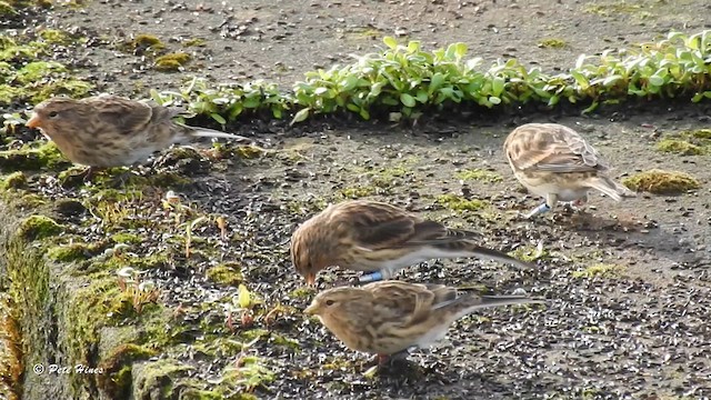 Twite - ML609700705