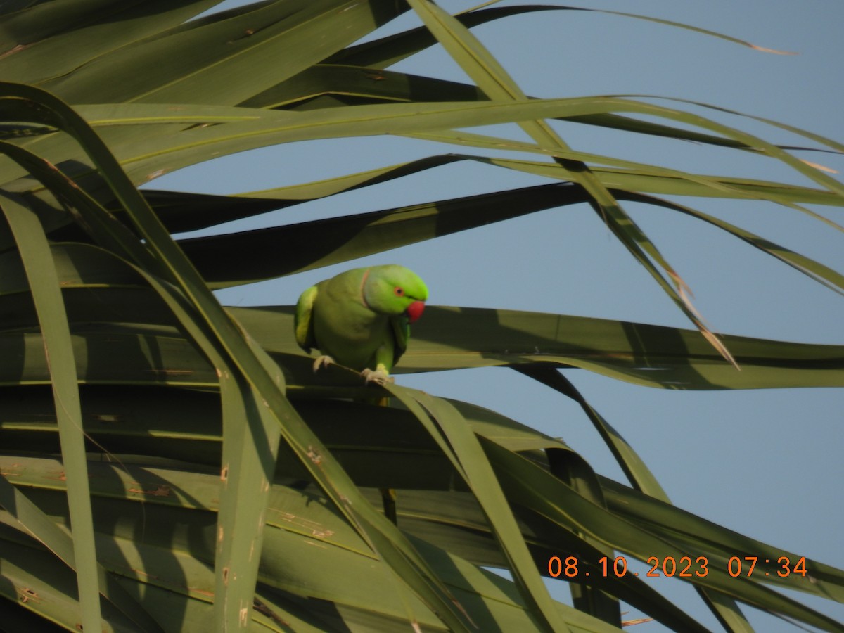 Rose-ringed Parakeet - ML609700726