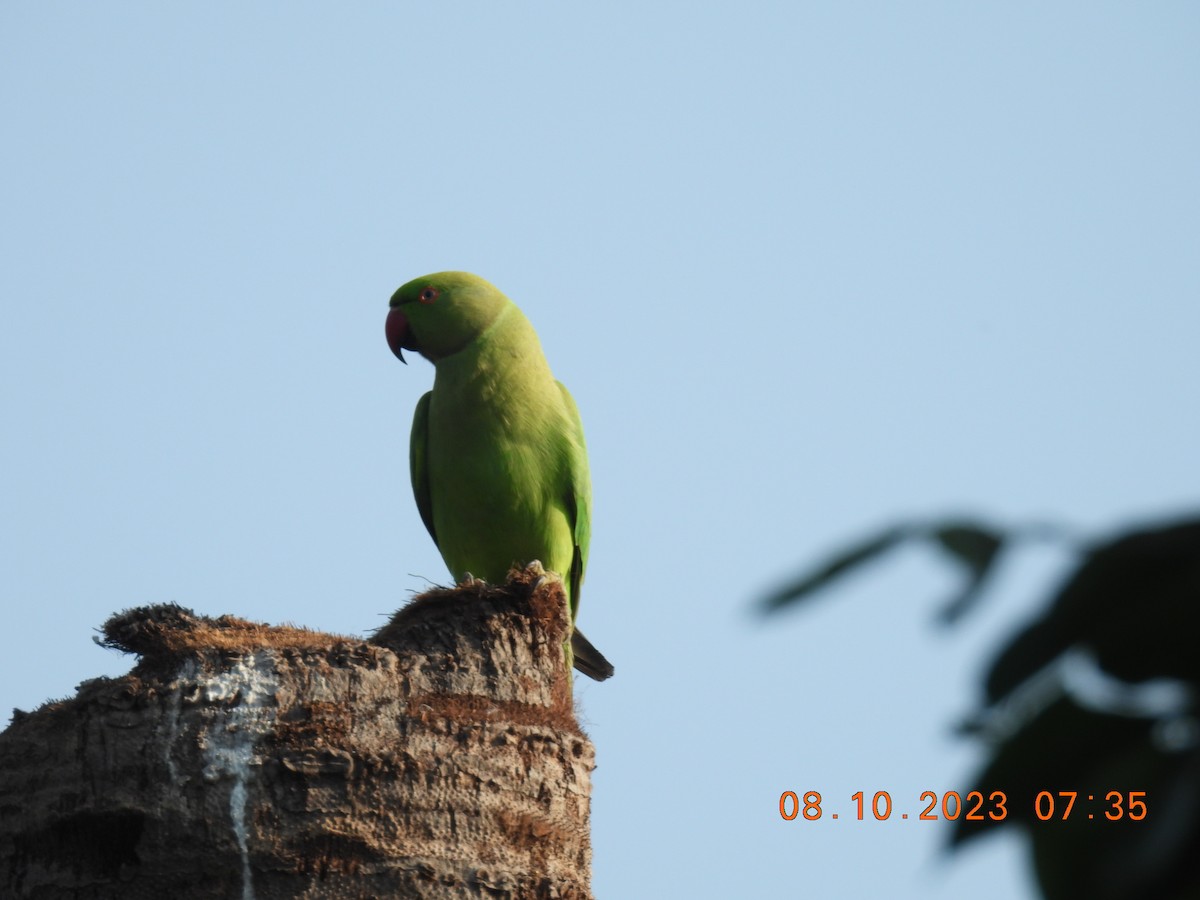 Rose-ringed Parakeet - ML609700727