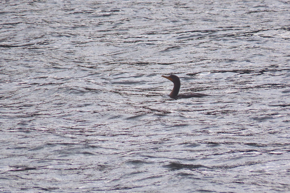 Double-crested Cormorant - ML609700745