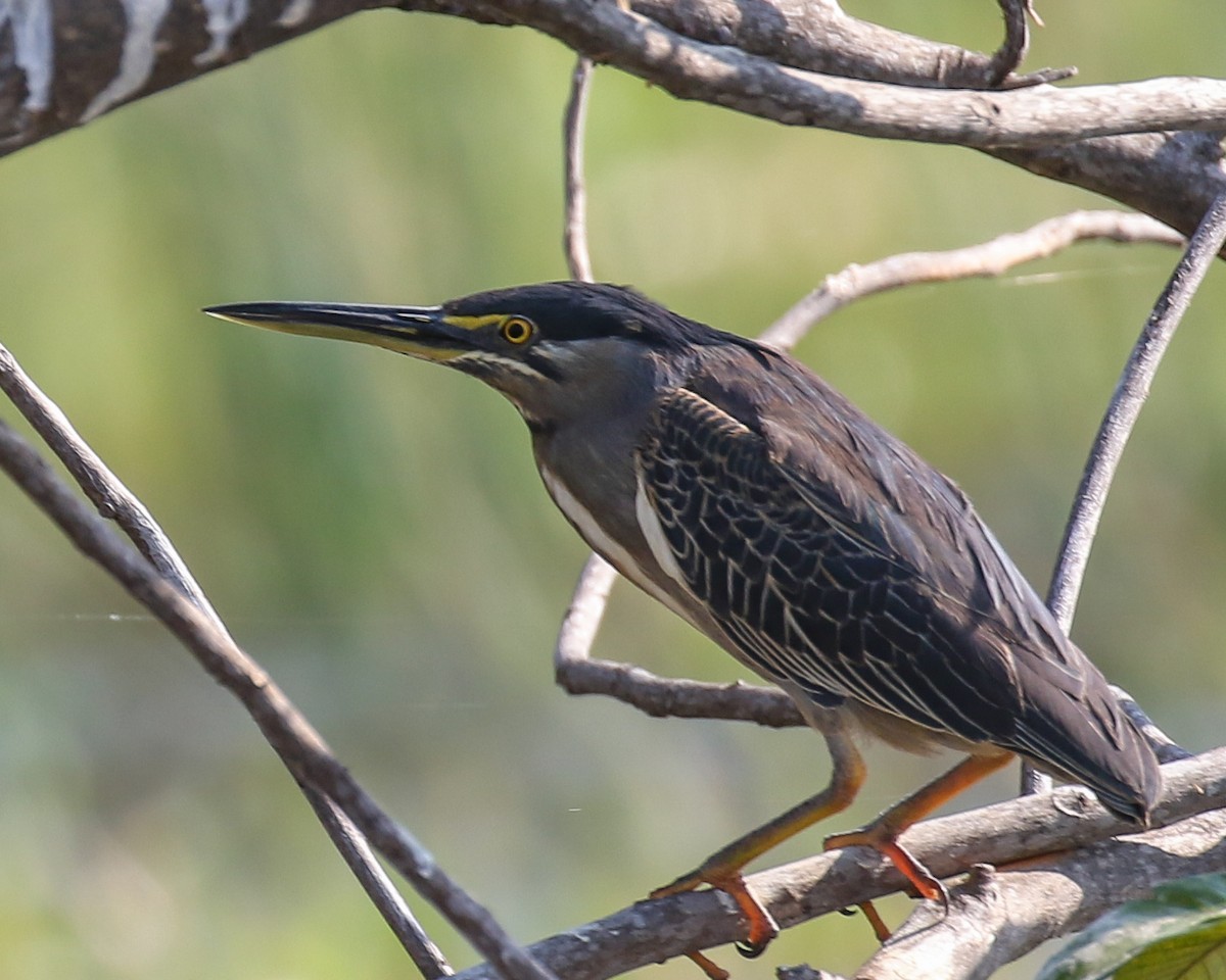 Striated Heron - ML609700901