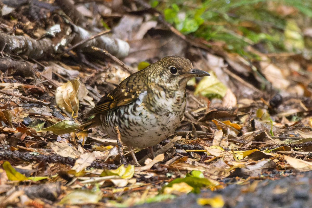 Russet-tailed Thrush - ML609700981