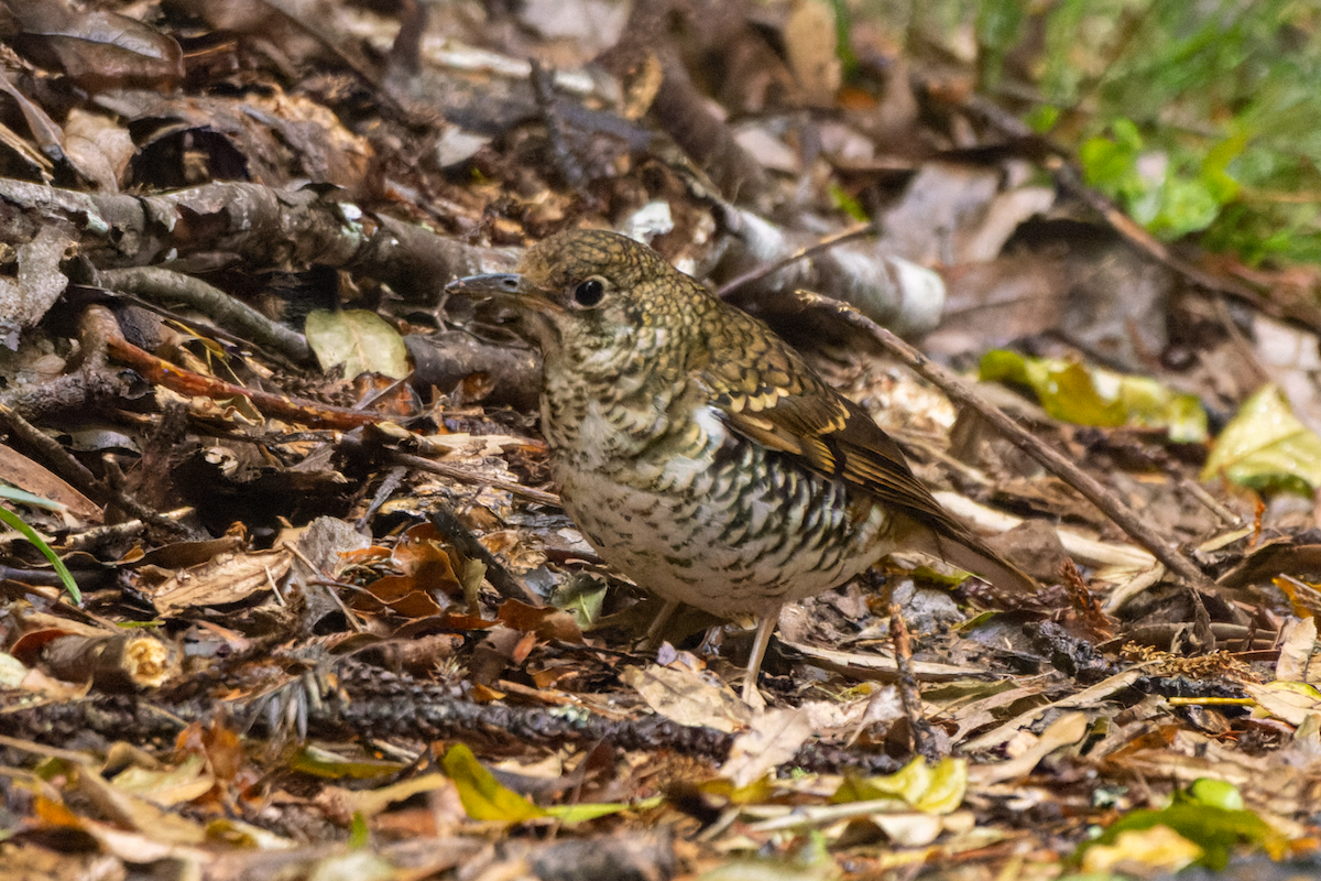 Russet-tailed Thrush - ML609700985