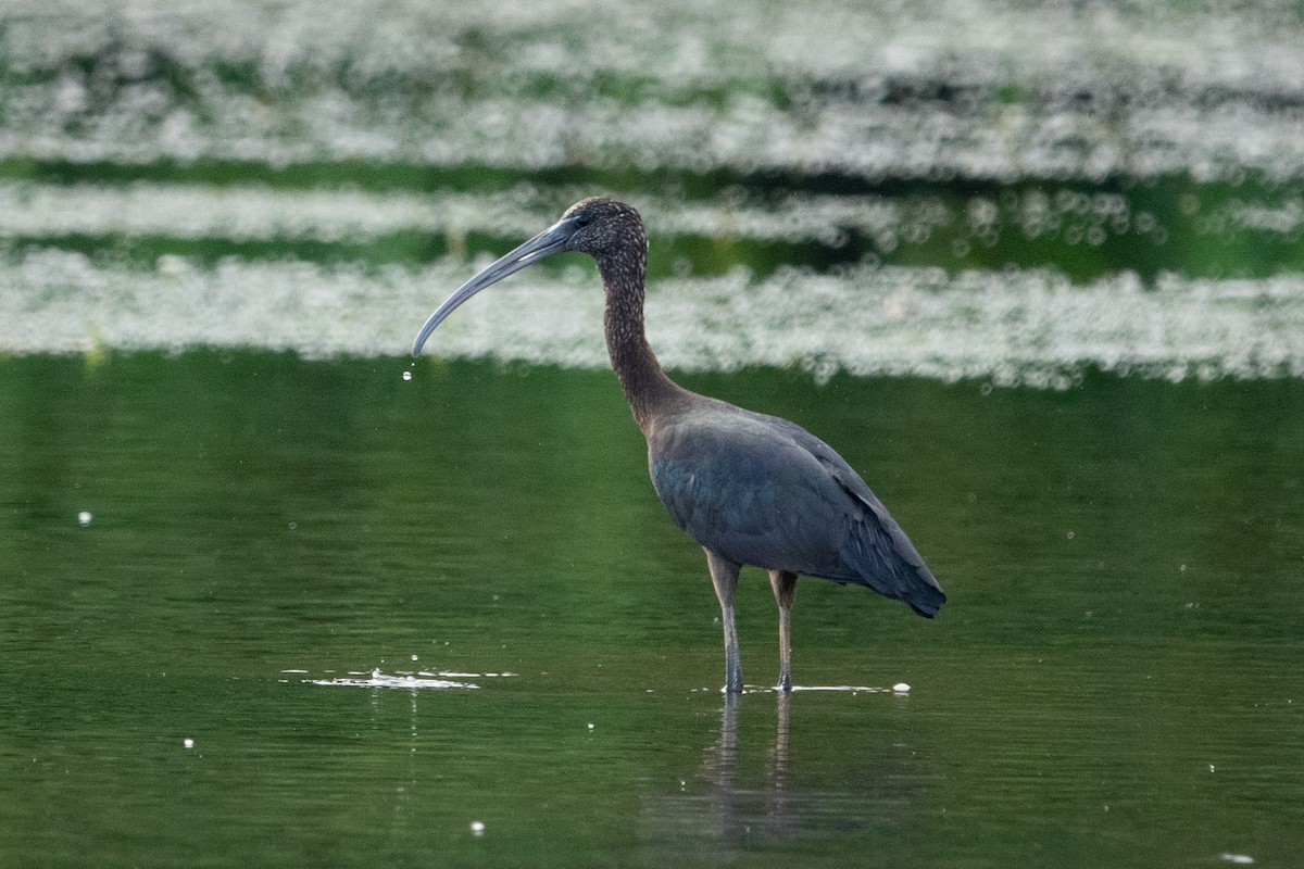 bronseibis - ML609701012