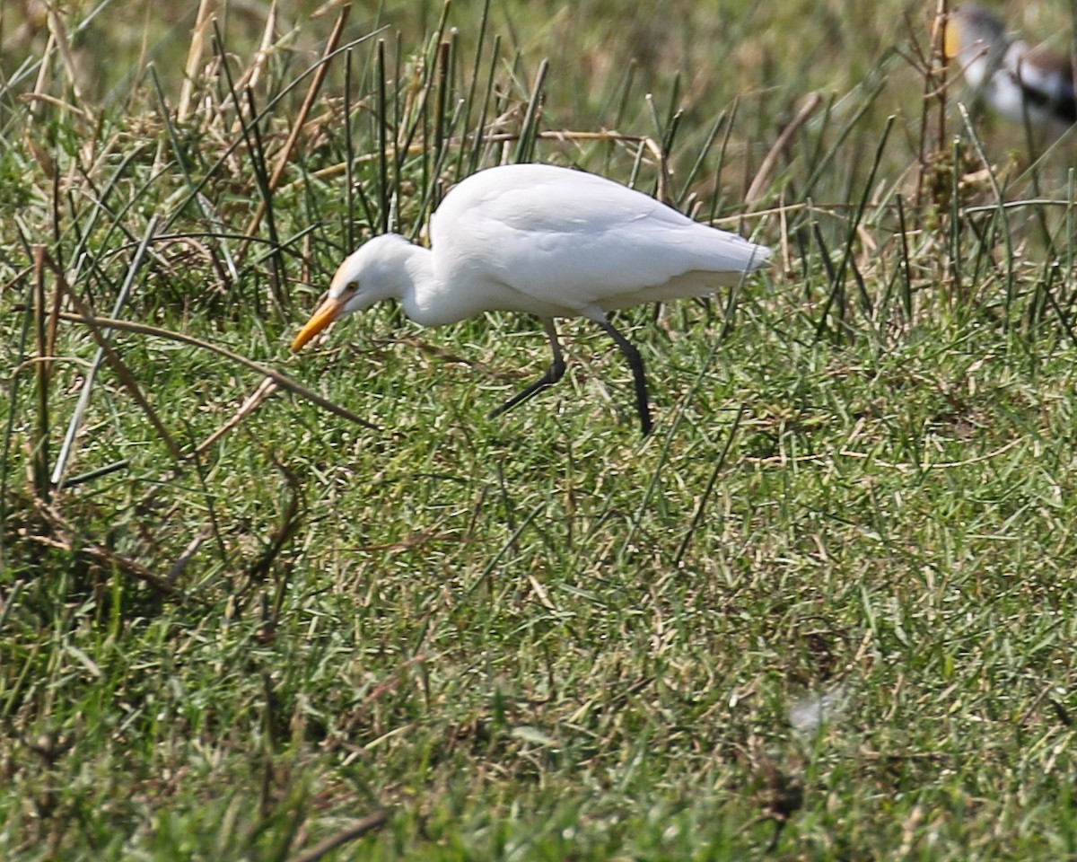 Western Cattle Egret - ML609701028