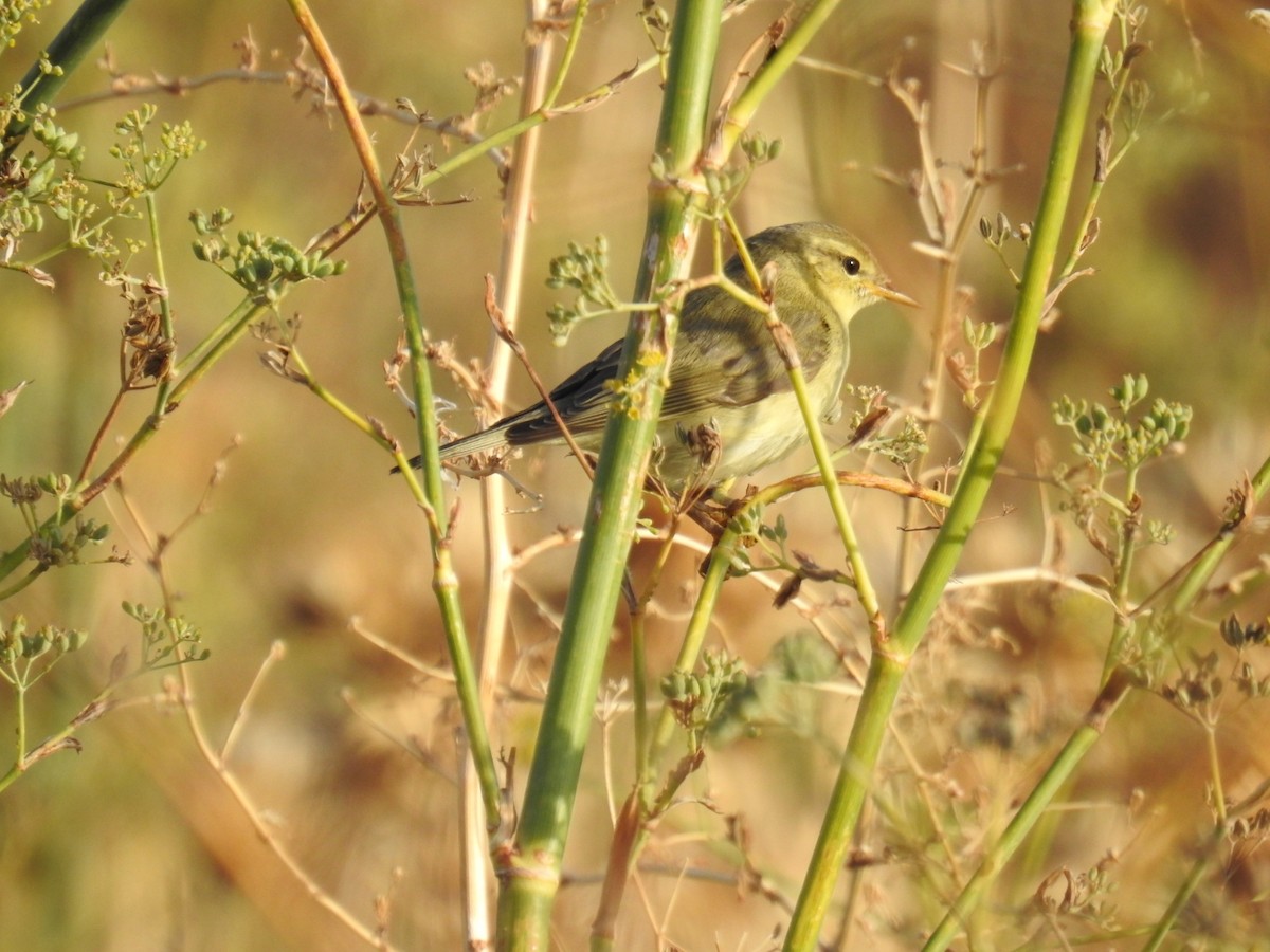 Willow Warbler - ML609701051