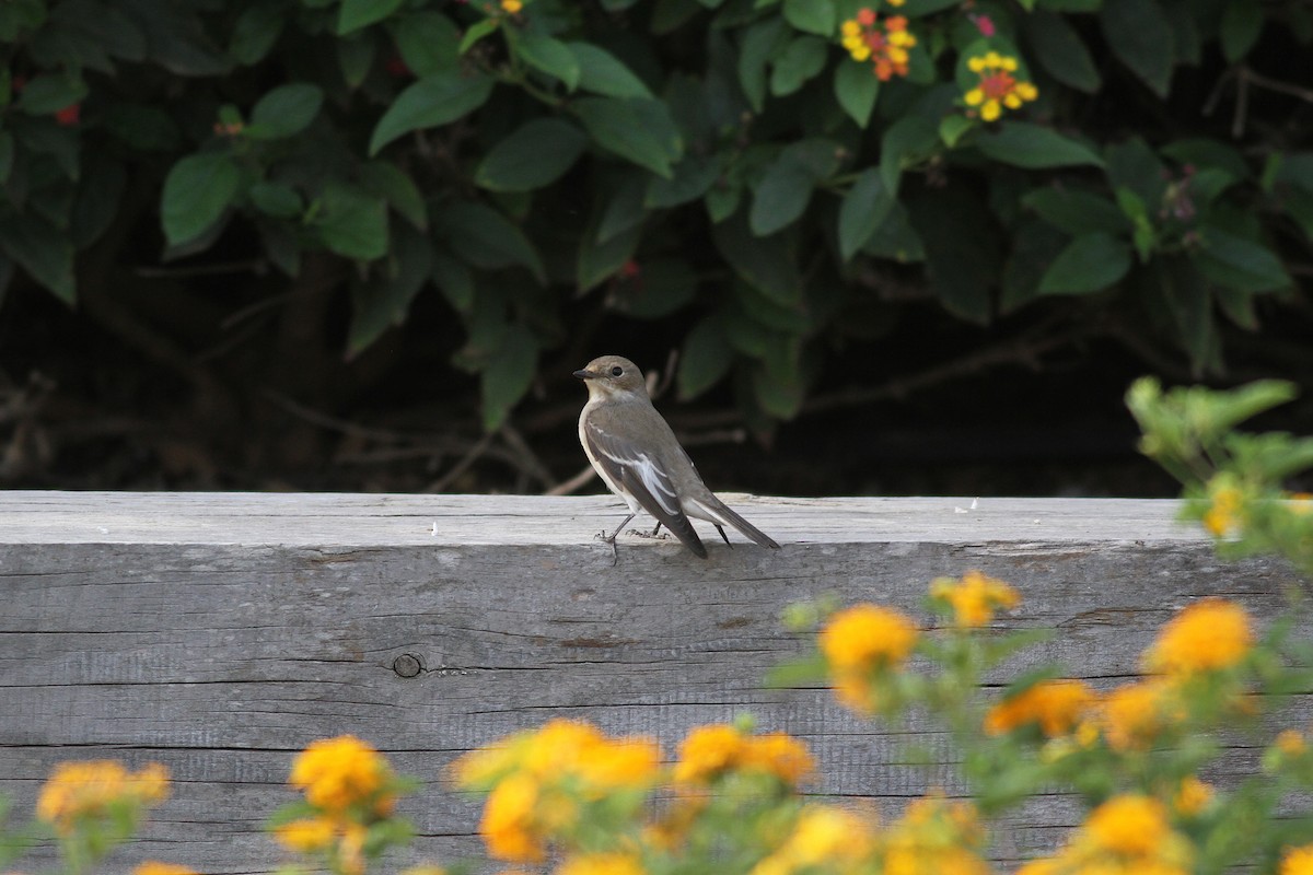 European Pied Flycatcher - ML609701061