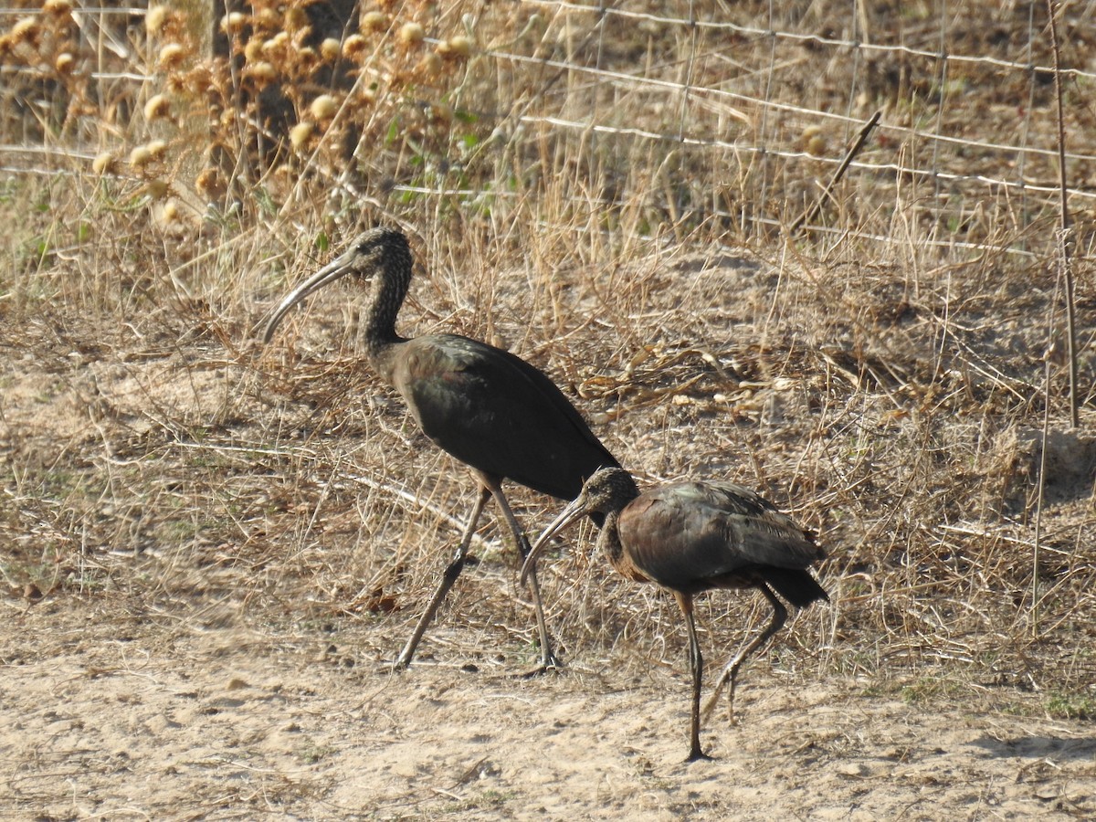 Glossy Ibis - ML609701084