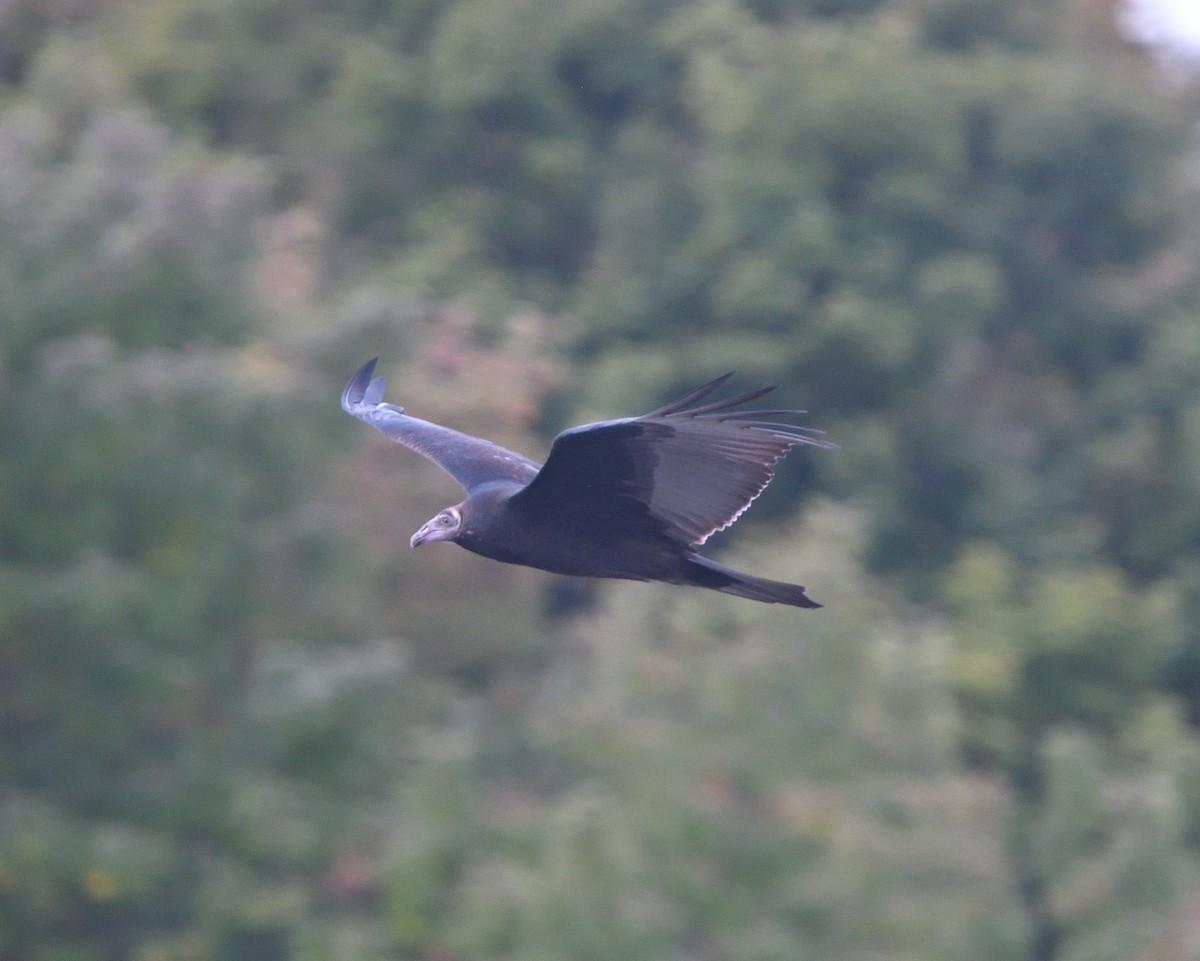 Turkey Vulture - ML609701196