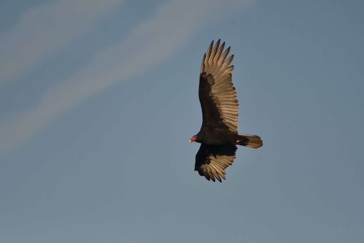Turkey Vulture - ML609701197