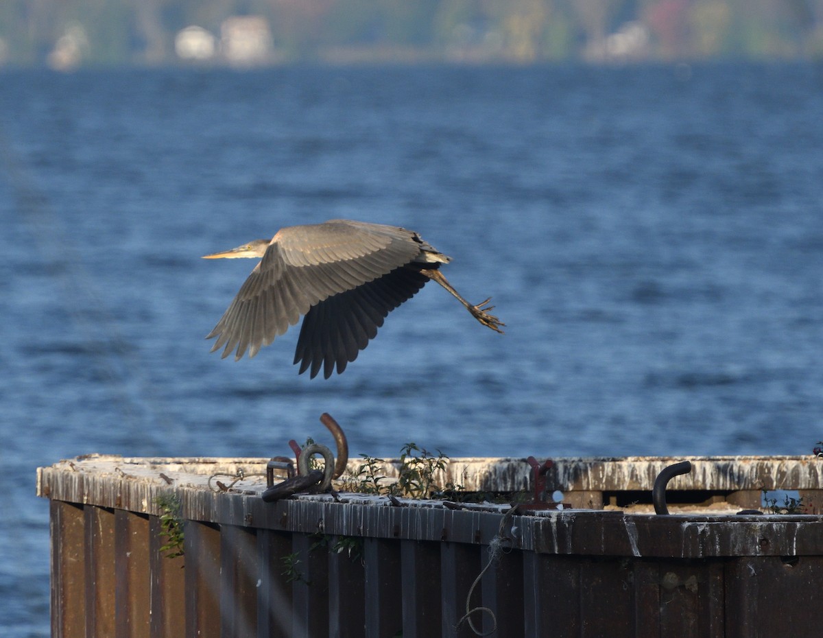 Great Blue Heron - ML609701202