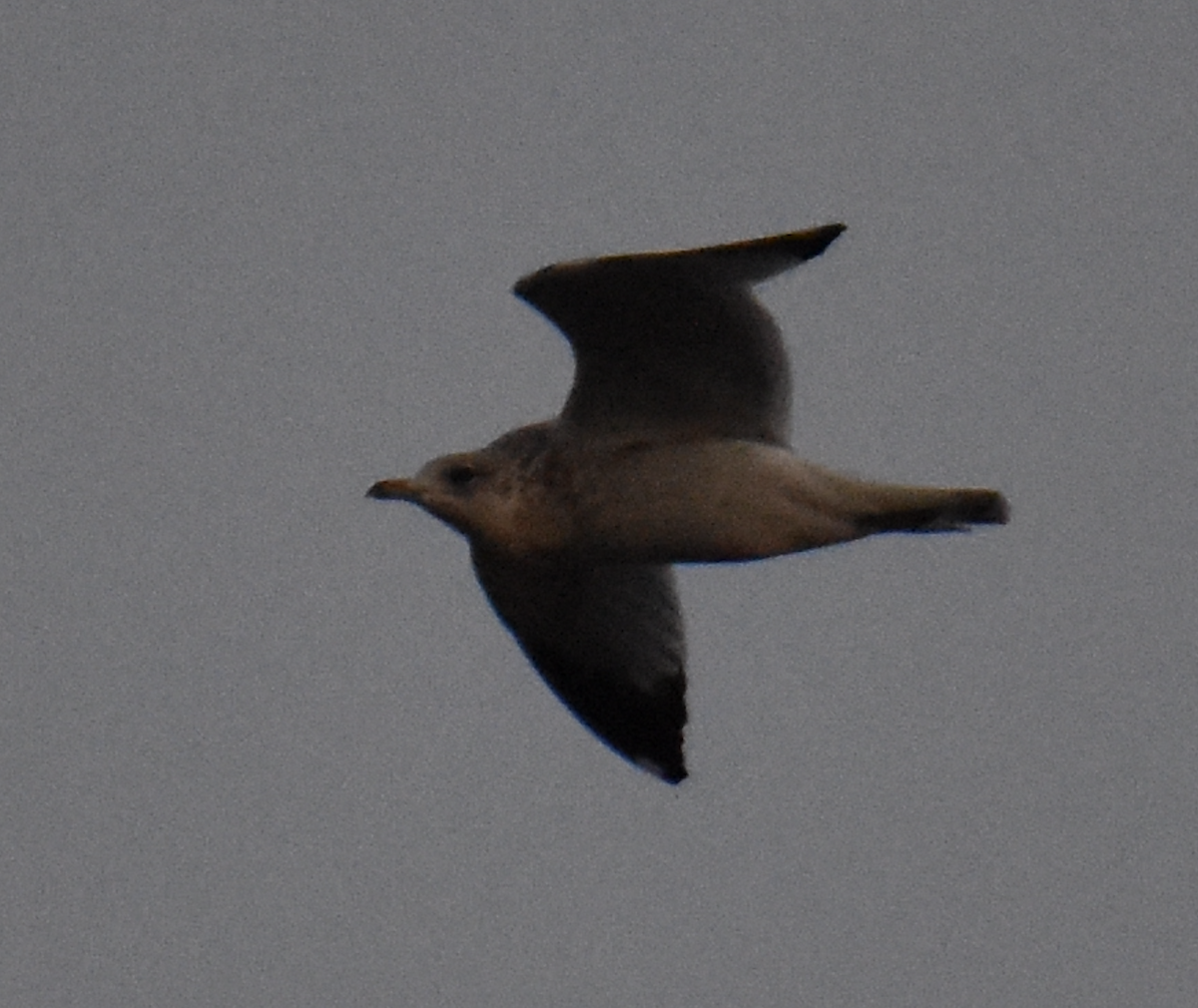 Ring-billed Gull - ML609701226