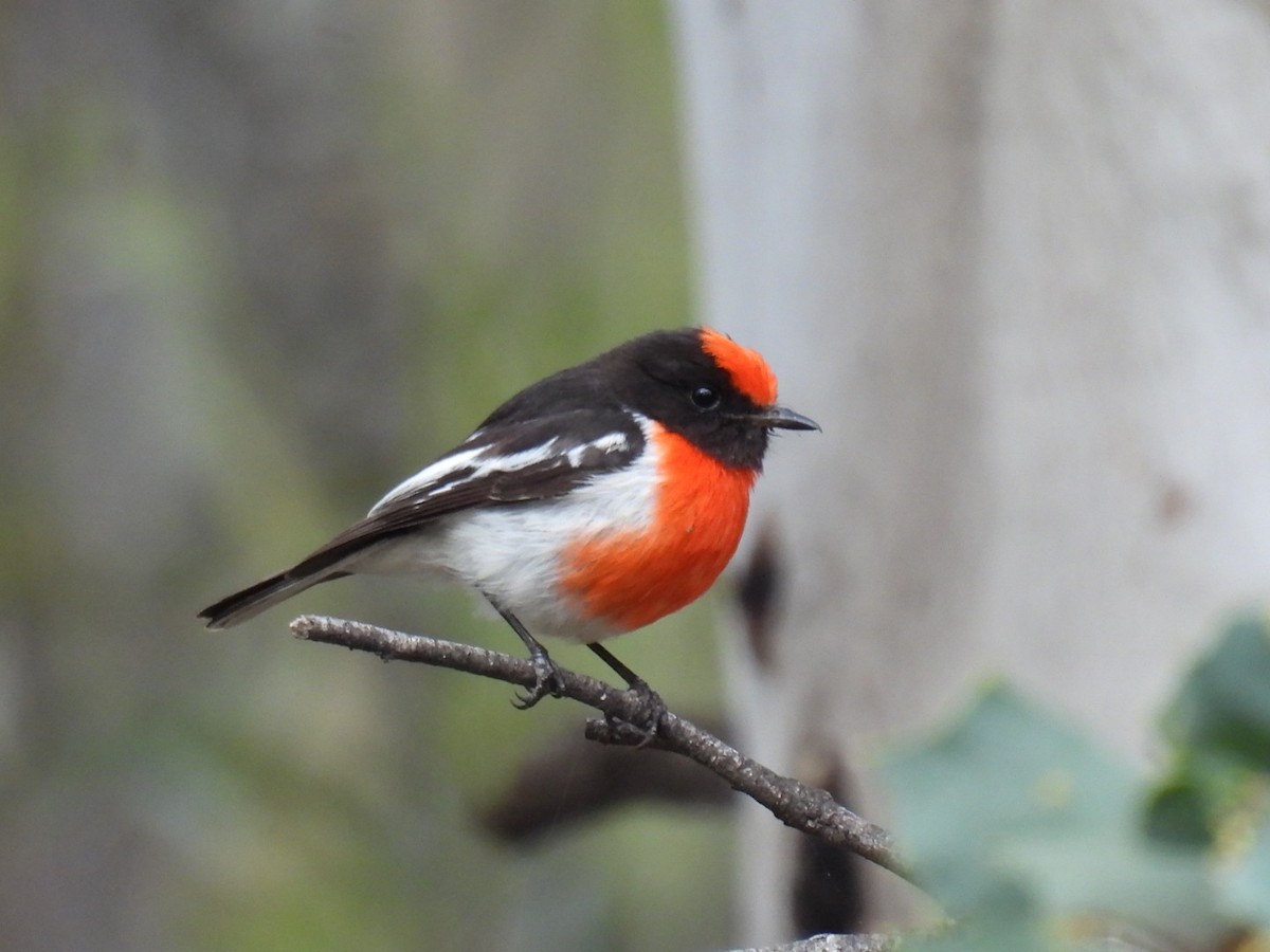 Red-capped Robin - ML609701388