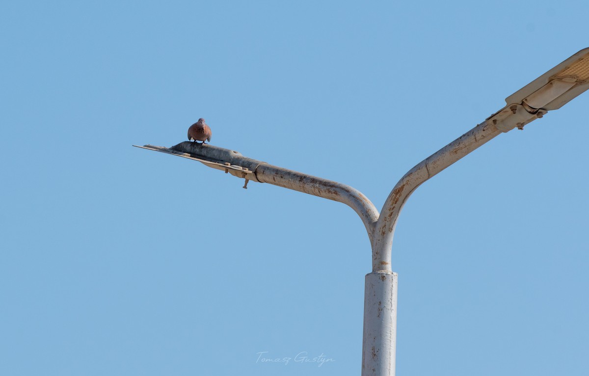 Laughing Dove - Tomasz Gustyn