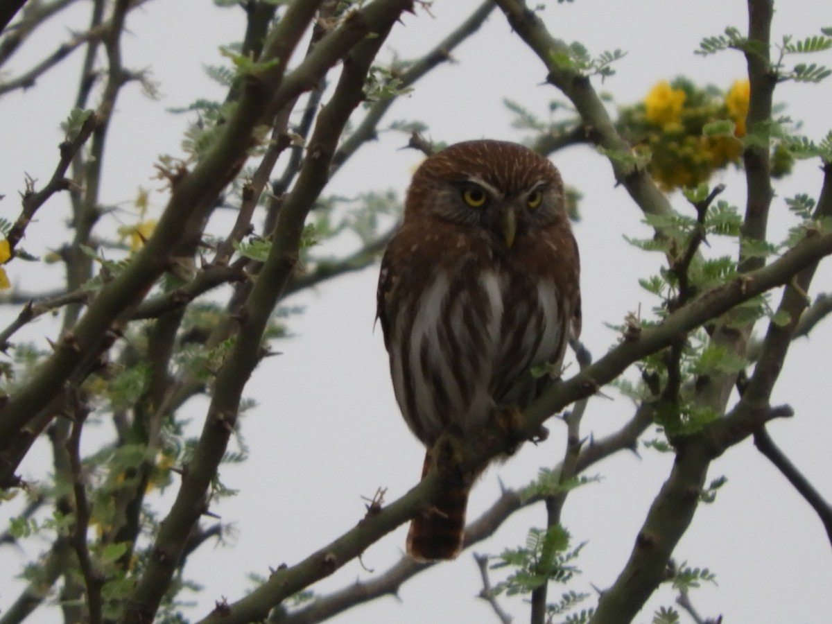 Ferruginous Pygmy-Owl - ML609701509