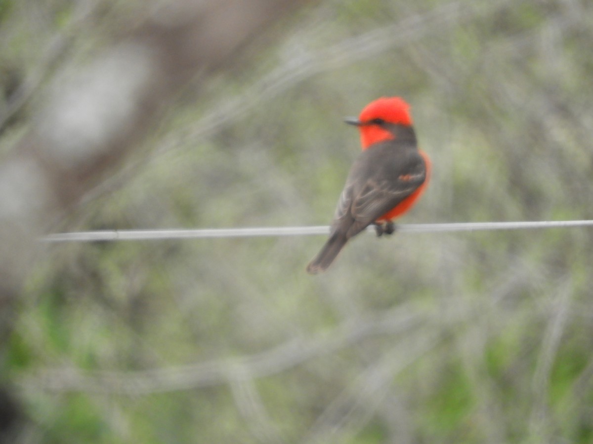 Vermilion Flycatcher - ML609701545